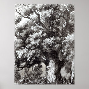 Affiches Charles II caché dans le chêne