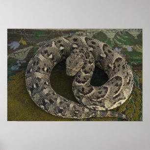 Affiches Charmeur de serpents Puff-adder africain Bitis