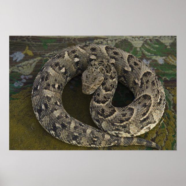 Affiches Charmeur de serpents Puff-adder africain Bitis (Devant)