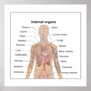 Affiches Chart of human internal organs