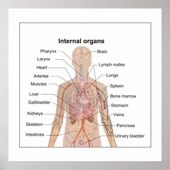 Affiches Chart of human internal organs (Devant)