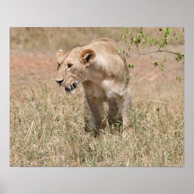 Affiches chasse aux lions (Devant)