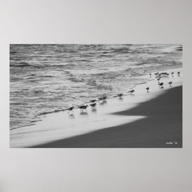 Affiches Chasse aux Sandpipers (Devant)