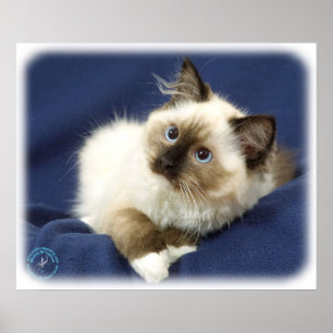 Affiches Chat 9W082D-011 de Ragdoll