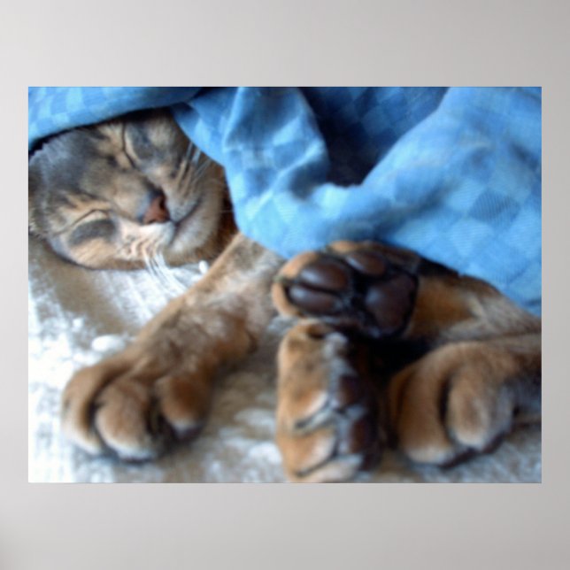 Affiches Chat Aby bleu dormant en bleu (Devant)