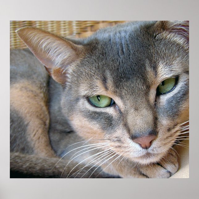 Affiches Chat Abyssin Grands Yeux Bleus Verts (Devant)