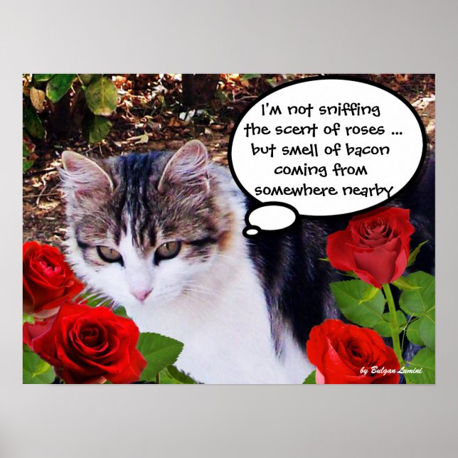 AFFICHES CHAT AUX ROSES ROUGES (Devant)