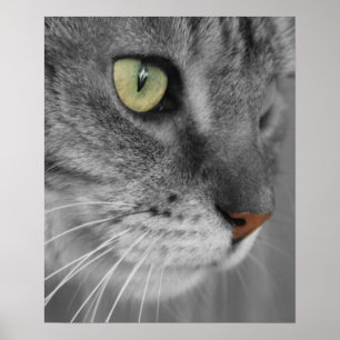 Affiches Chat avec la copie d'affiche de yeux verts