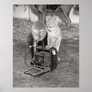 Affiches Chat avec un appareil photo, 1936. Photo ancienne