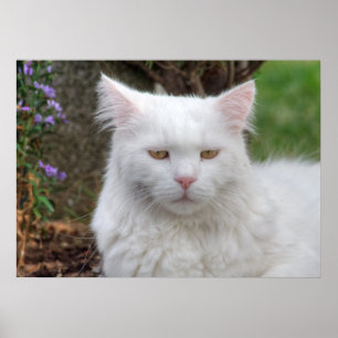 Affiches Chat blanc grave