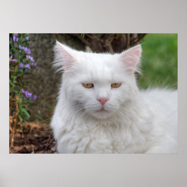 Affiches Chat blanc grave (Devant)