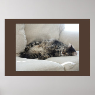 Affiches Chat couché