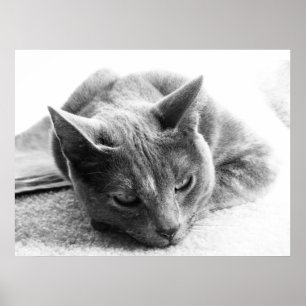 Affiches Chat de gamme de gris