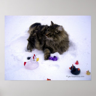 Affiches Chat de neige féroce