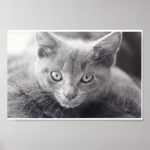 Affiches Chat gris
