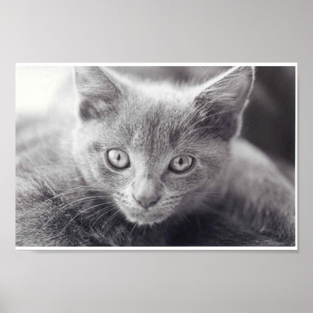 Affiches Chat gris (Devant)