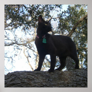 Affiches Chat guerrier