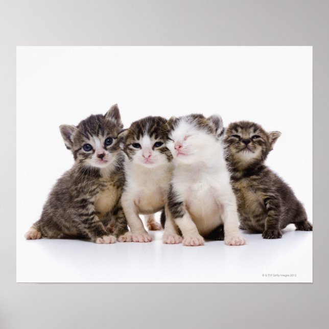 Affiches chat japonais (Devant)