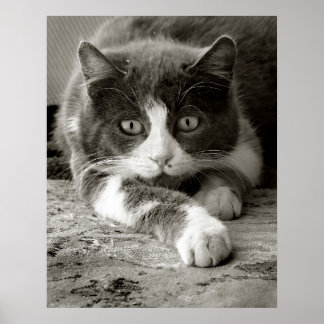Affiches Chat Joueur noir et blanc