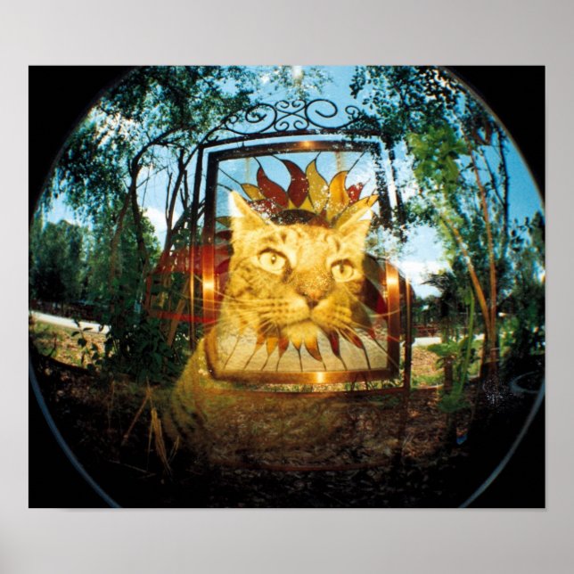 Affiches Chat miroir (Devant)