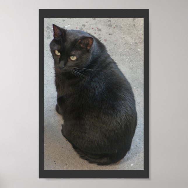 Affiches chat noir (Devant)