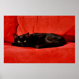 Affiches Chat noir Edgar