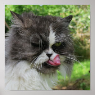 Affiches chat persan gris a l'air drôle, sinistre