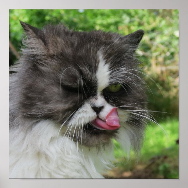 Affiches chat persan gris a l'air drôle, sinistre (Devant)
