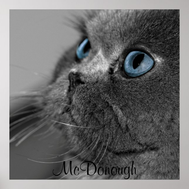 Affiches Chat perse gris avec yeux bleus (Devant)
