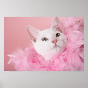 Affiches Chat portant un bol de plume