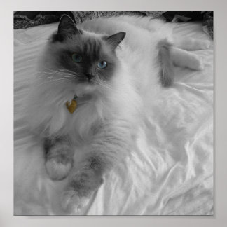 Affiches Chat Ragdoll