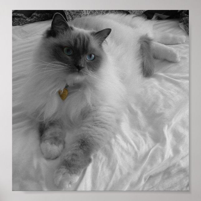 Affiches Chat Ragdoll (Devant)
