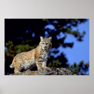 Affiches Chat sauvage