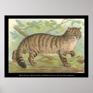 Affiches Chat sauvage