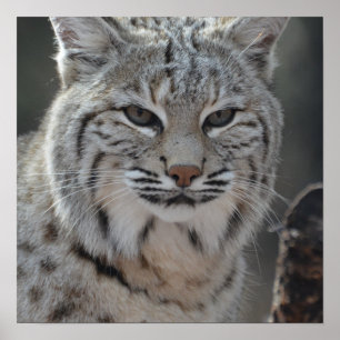 Affiches Chat sauvage de rampement