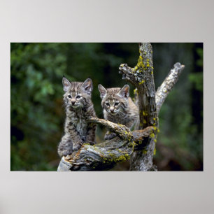 Affiches Chat sauvage-été-jeunes chatons