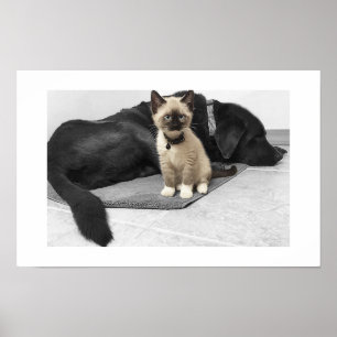 Affiches Chat sentinelle adorable aux yeux bleus