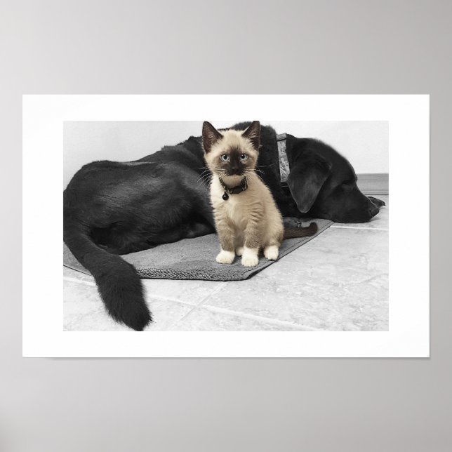 Affiches Chat sentinelle adorable aux yeux bleus (Devant)