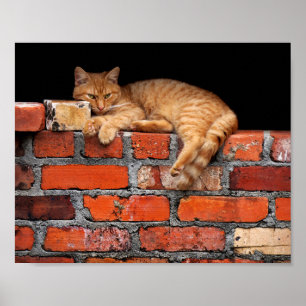 Affiches Chat sur mur de brique