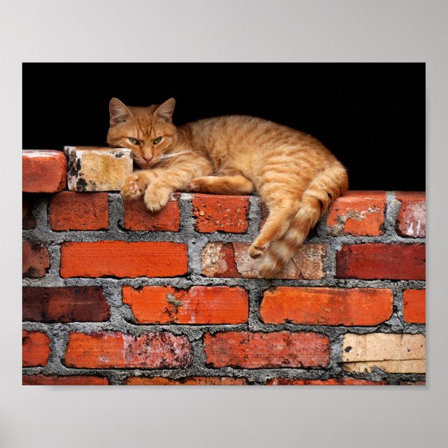 Affiches Chat sur mur de brique (Devant)