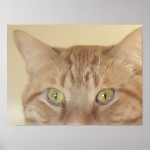 Affiches Chat Tabby Orange