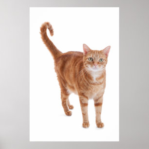 Affiches Chat tigré orange