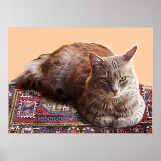 AFFICHES CHAT TURC SUR LE VIEUX TAPIS (Devant)