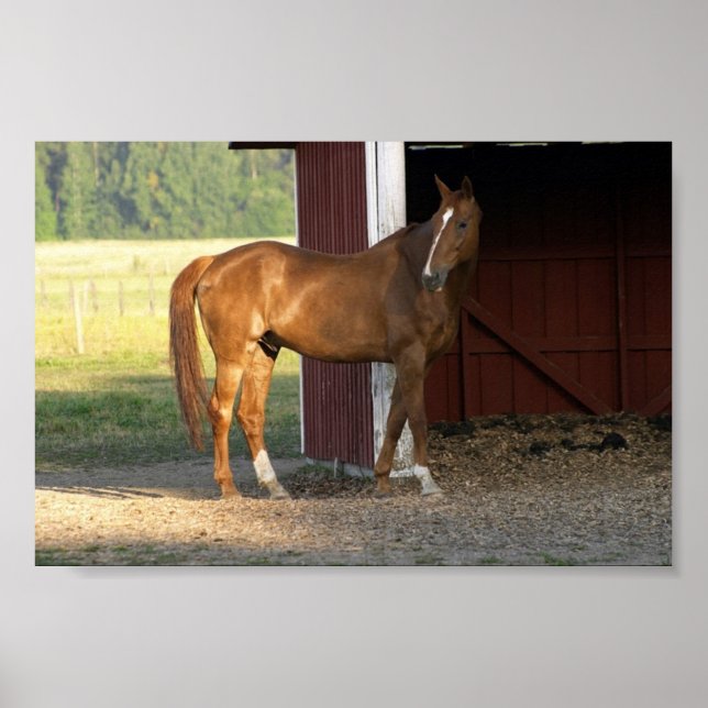 Affiches Châtaignier (Devant)