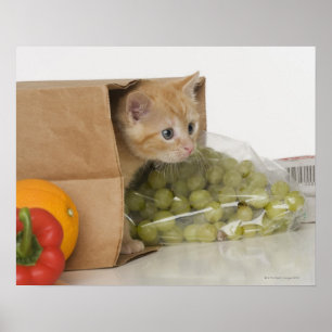 Affiches Chaton à l'intérieur de sac d'épicerie