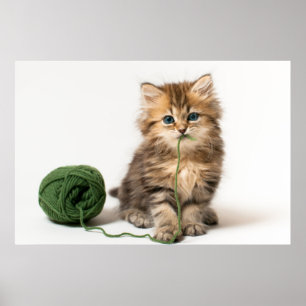 Affiches Chaton avec le fil vert
