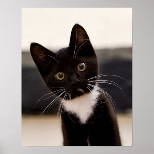 Affiches Chaton Noir Et Blanc Mignon De Smoking Zazzle Fr