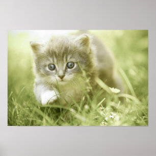 Affiches Chaton prenant des mesures dans l'herbe