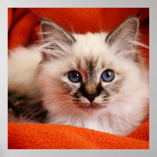 Affiches Chaton sacré de Birman