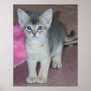 Affiches Chaton Six Semaines